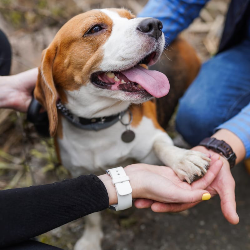 Geriatric Care for Pets, New Ulm