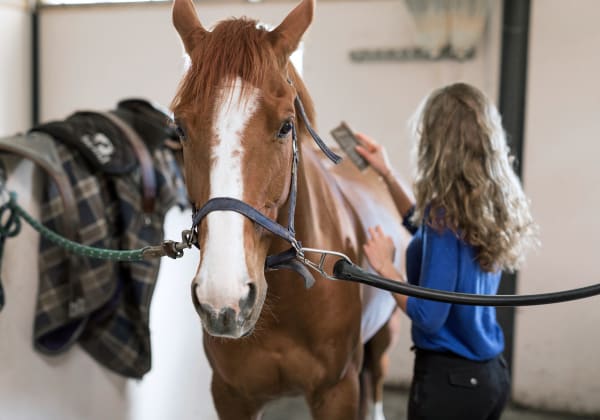 Specialists | New Ulm Regional Veterinary Center | New Ulm Speciality & Emergency Vet