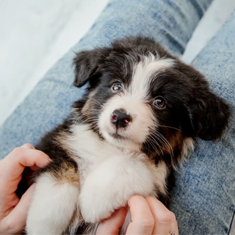 Border Collie Health Panel Veterinary Genetics Laboratory