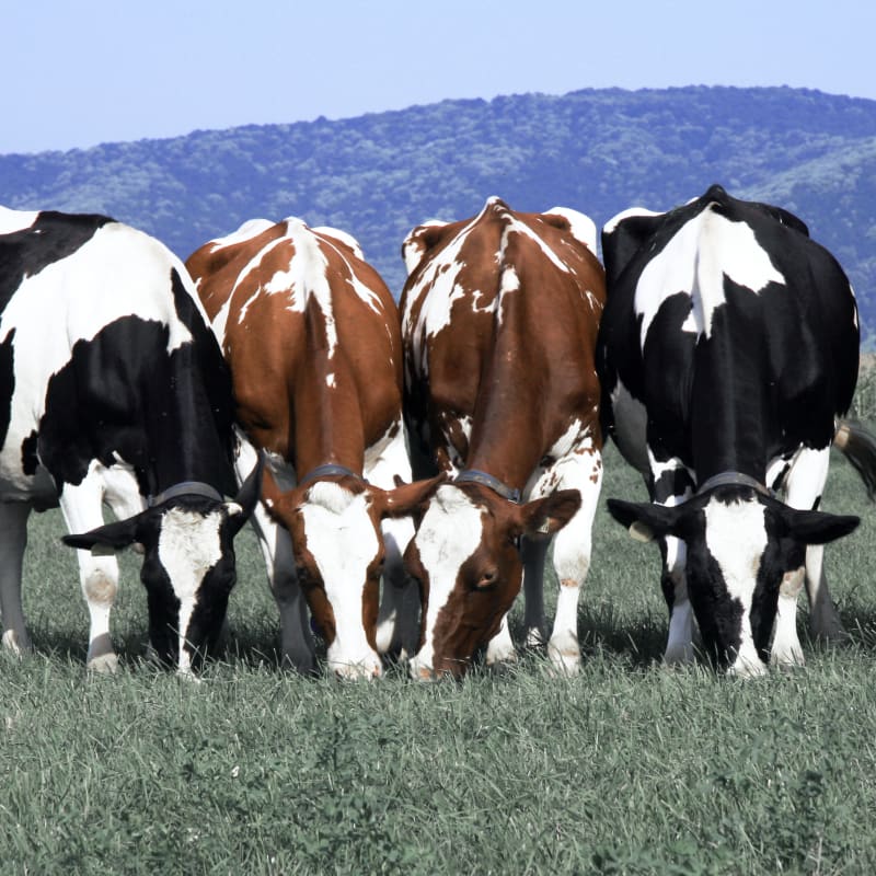 Large Animal Veterinarians at New Ulm Regional Veterinary Center